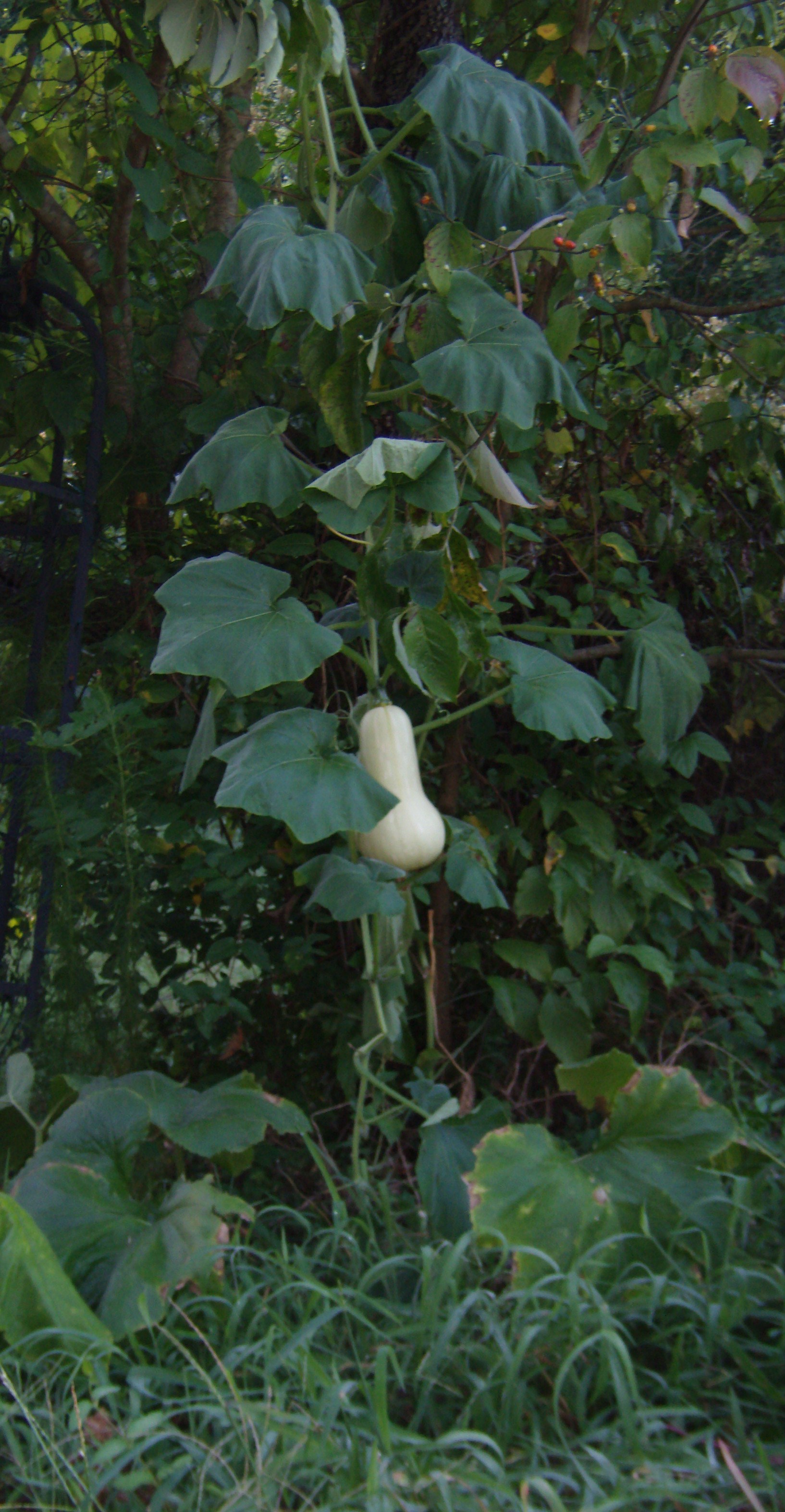 Ok, and I grew a butternut squash in a tree. Not on purpose.