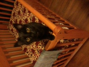 cat in crib