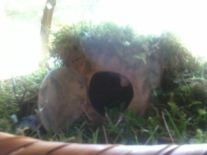 hobbit hole 1