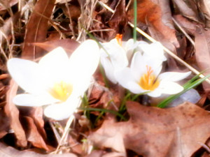 crocus