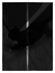 Kyler's noir cat